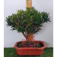 Pokok Podocarpus Bonsai