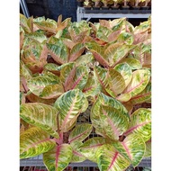 READY MOONLIGHT BESAR - Tanaman Hias Aglaonema Aglonema