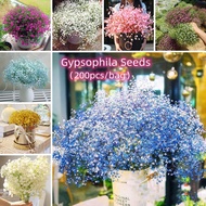 200Pcs Mixcolor Gypsophila Seeds Benih Bunga Benih Pokok Bunga Flower Seeds Fast Germination Bonsai Seed Flower Plant