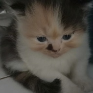 kucing persia kitten