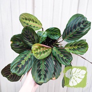 Maranta Series Rare Plant IOB