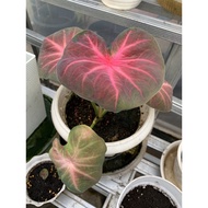 Caladium Red Apple Thai