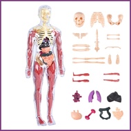 Human Body Model for Kids Educational Science Human Body Toy Educational Anatomy Model for Home Scho