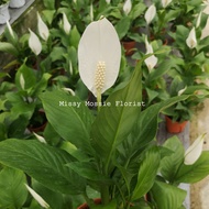 MM[indoor live plant] Spathiphyllum peace lily 白掌 potted plant missy mossie