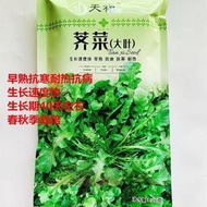 現貨 保密發貨大葉薺菜種子 種籽農家四季野生菜種籽耐熱抗寒盆栽薺薺菜種籽子青菜籽hxmm