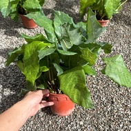 90s Greenovation Live plant Calathea Musaica 马赛克竹芋 P150