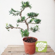 Podocarpus Bonsai B IOB