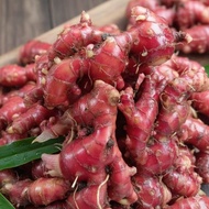 Jahe merah fresh segar / jahe merah segar / jahe merah