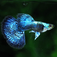 Mozaic Dragon Guppy Fish / Aquascape / Ikan Hidup / Aquarium