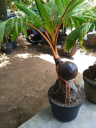 bibit tanaman hias bonsai kelapa gambar asli - akar cantik dngn batu