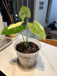 白錦綠天鵝絨海芋 小苗