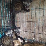 Musang Pandan Ekor Putih/Ekput