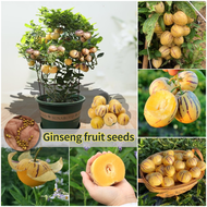 ปลูกง่าย ปลูกได้ทั่วไทย Pepino Melon Seeds Ginseng Fruit Seeds บรรจุ 20 เมล็ด เมล็ดบอนสีเทพๆ ต้นผลไม้ บอนไซ เมล็ดบอนสี ต้นไม้ผลกินได้ ต้นไม้มงคล เมล็ดผลไม้ กล้วยด่าง บอลสี บอนสีหายาก บอนสี ของแต่งบ้าน ไม้ประดับมงคล Seeds for Planting การันตีอัตรางอก