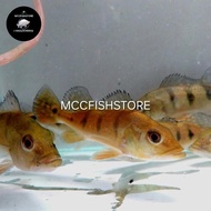 Pbass Kelberi Gold Bahia Spider Spot Peacockbass Size 12-13cm/aquascape
