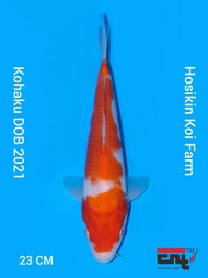 Ikan Koi Import Kohaku Serti Hosikin Koi Farm Japan