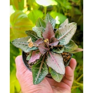 Euphorbia francoisii (pic 080125)