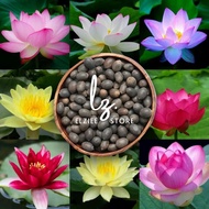 Rainbow Lotus – Mixed Seeds containing 10 seeds