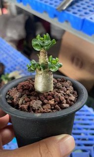 羊角沙漠玫瑰(多肉植物，塊根植物，球根植物，龍舌蘭，大型多肉植物，仙人掌，石化，綴，室外，戶外，夠光)