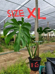 มอนสเตอร่า ไจแอนท์ (เพาะเมล็ด) Monstera Deliciosa (Giant)