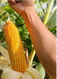 COD!!! 1 KG BIJI BENIH JAGUNG HIBRIDA BISI 18 SUPER UNGGUL SIAP TANAM