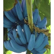 benih pisang warna blue sejenis pisang berangan bole dimakan