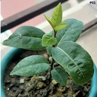 ﹍❁┋Bay Leaf Seeds Laurel Plant Bayleaf Tree Seeds 1pcs