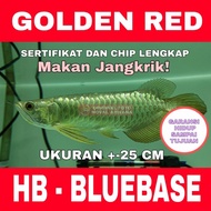 Arwana  Arowana Golden Red Highback HB - BLUEBASE ukuran -25 Cm -