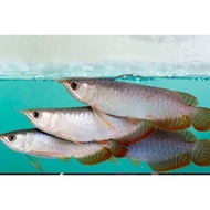 Baby Arwana Super Red 15cm