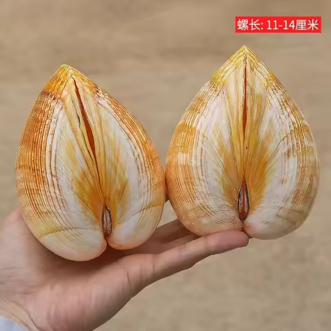 Natural Conch Shell Extra Large Yellow Bird Tail Clam Fish Tank Landscaping Heart Shape
