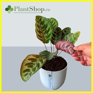 ♞,♘,♙Peacock Plant - Calathea Makoyana - ( Indoor Plant ) - Real and Live Plants