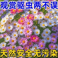 Pyrethrum Floor Quilt Chrysanthemum Plants Small Daisy Flower Seeds Four Seasons Flowering Potted Pl