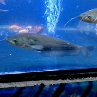 hiasan aquarium ikan Ompok ikan hias tankmate predator Mantul