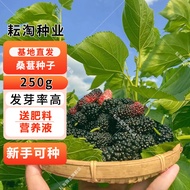 Yuntao Mulberry Seeds Large Leaf Mulberry Seed Mulberry Seeds Mulberry Leaves Can Be Used as Silkworm Feed Mulberry Seed