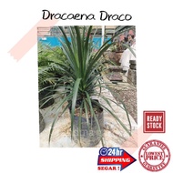 (GG real plant) Dracaena draco  live plant polybag indoor outdoor marginata draco Pokok hidup garden park landscape