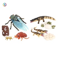 1 Set Cicada and Crocodile Life Cycle Insect Growth Cycle Models Simulation Kids Cognitive Educational Toys