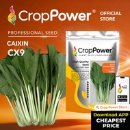 TOP RATED 🌟 (500 GRAM) Biji Benih Sawi Jumbo Green 绿珍 CX9 CROP POWER F1 HYBRID Caixin seeds  菜心种子 CX