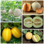 Combo 4 gói hạt giống dưa nhiều loại(lưới xanh + vàng + dưa lê HQ + dưa lê )