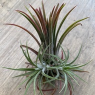 Poko Udara Tillandsia Ionantha - XL size  (panjang 70 - 85mm )
