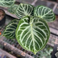 Baru Tanaman Anthurium Dorayaki Silver Blush Kuping Gajah Dorayaki