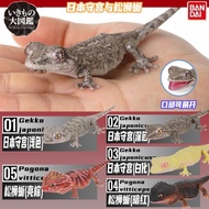 Ready Stock Bandai Biological Illustrated Book Japanese Gecko Chow Chow Chow Bris