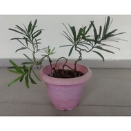 Podocarpus plant - bonsai (shaped)