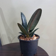 Black Indian Rubber Plant In A Pot Ready To Stand Size 5 Inches Height 20-25 Cm.