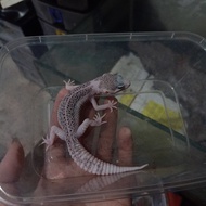 leopard Gecko super Pied male minus