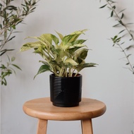 [9.9] Marble Queen Pothos aka Money Plant/ Live Indoor Plant