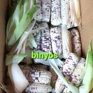 Promo / Jagung Ketan Putih Ungu Non Cod