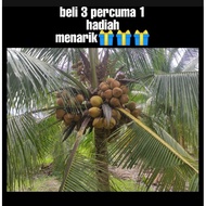 (BigSale) benih kelapa SGG, MATAG, TACUNAN