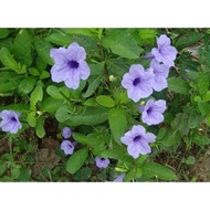 Pokok Bunga Ruellia PURPLE/Ruellia Tuberosa