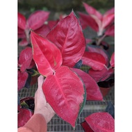 Indoor plant partial sun - Aglaonema Sexy Red