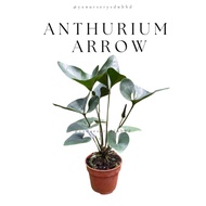 [YX] Anthurium Arrow Anthurium Tea Cup Anthurium Coffee Cup 女王花烛