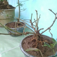 Bahan bonsai putri malu